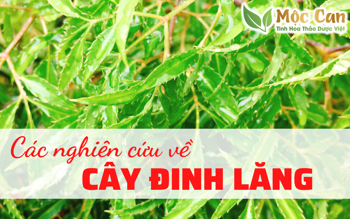 Các nghiên cứu về cây đinh lăng 1